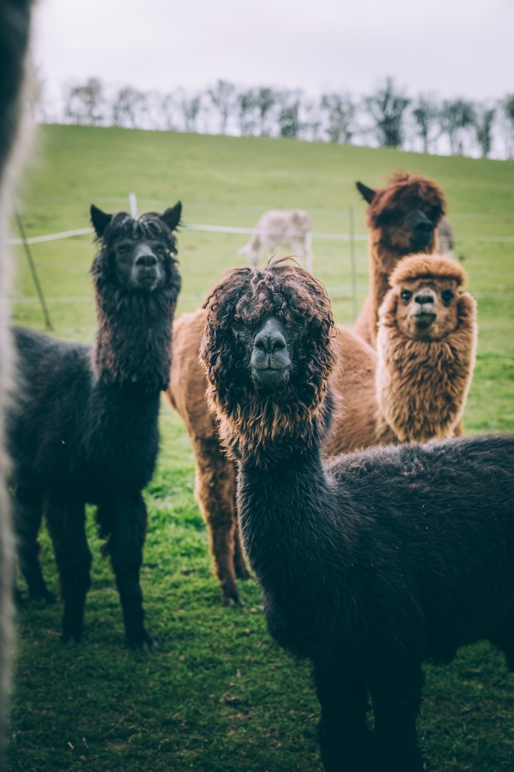 Gruppe von Alpakas im Hof
